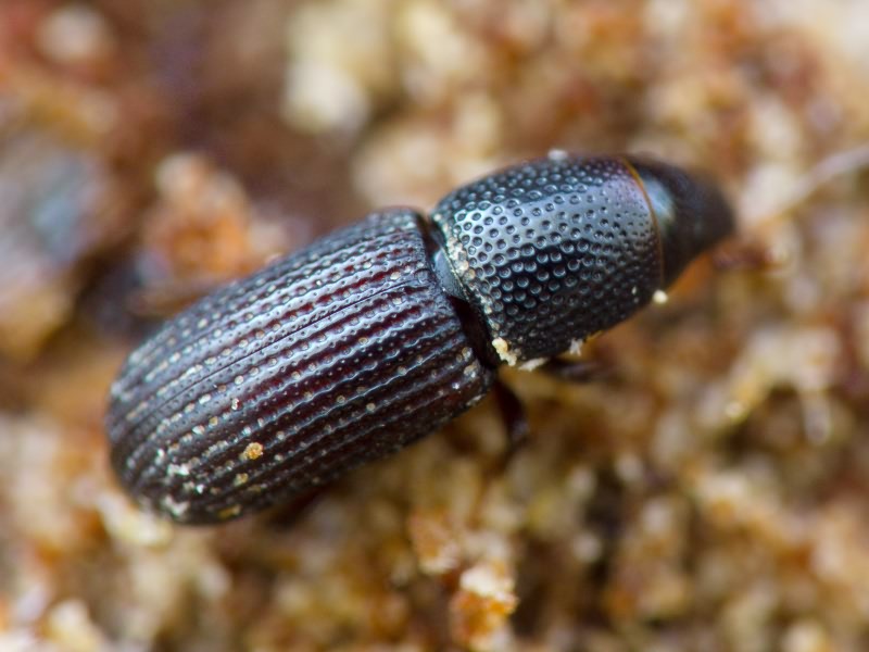 Brachytemnus porcatus (Germar, 1824)